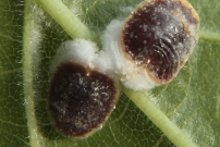 La cochenille pulvinaire (Homoptre - Coccidae - Pulvinaria sp.)